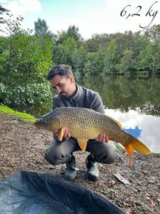 Common Carp