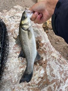 European Bass (Seabass)