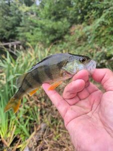European Perch