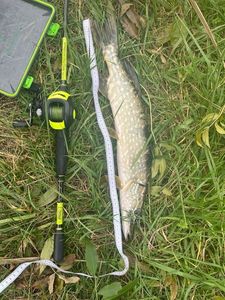 Northern Pike