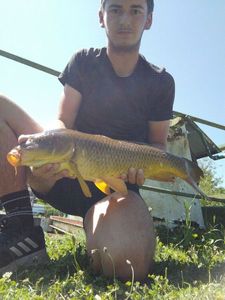 Common Carp