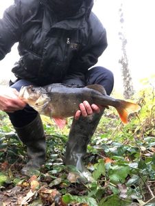 European Perch