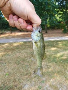Largemouth Bass