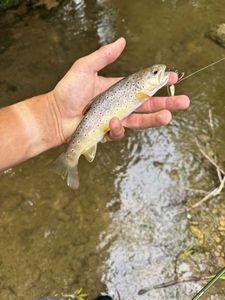 Brown Trout