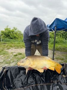 Mirror Carp