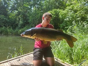 Common Carp