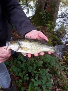 Largemouth Bass