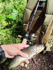 Brown Trout