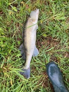Zander