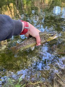 Brown Trout