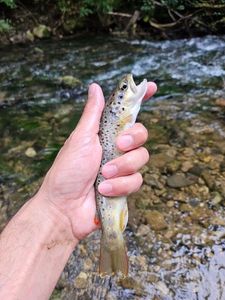 Brown Trout