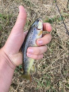 Brown Trout