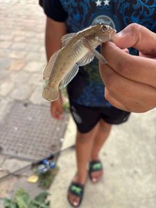 釣果の写真