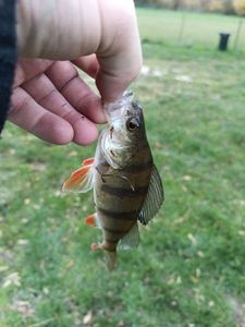 European Perch