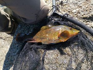 Ballan Wrasse