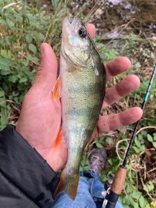 European Perch