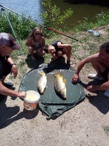 Crucian Carp