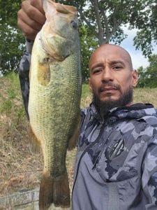 Largemouth Bass