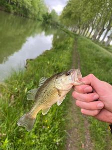 Largemouth Bass