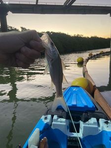 Common Snook