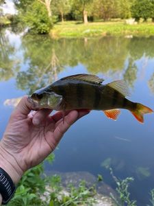 European Perch
