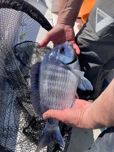 Black Seabream