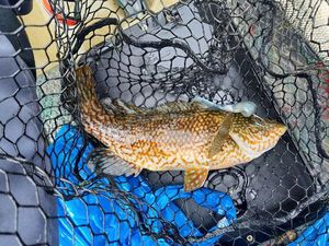 Ballan Wrasse