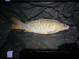 Leather Carp