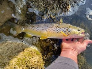 Brown Trout