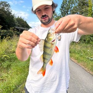 European Perch