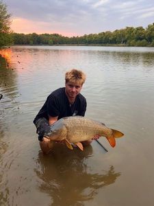 Common Carp