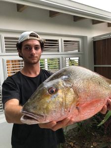 Mutton Snapper