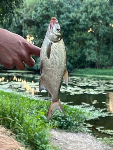 Common Bream