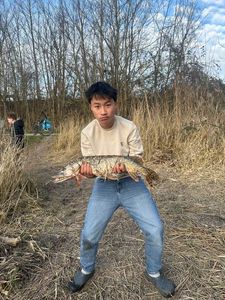 Northern Pike