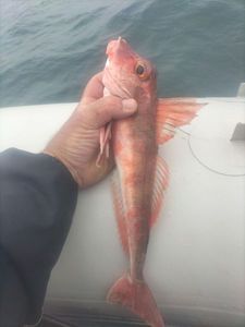 Red Gurnard