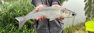 Thicklip Grey Mullet