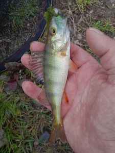 European Perch