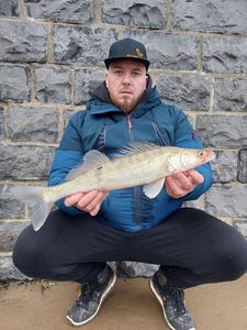 Zander