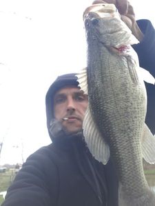 Largemouth Bass