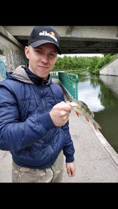European Perch