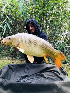 Common Carp