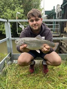Rainbow Trout