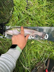 Rainbow Trout