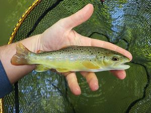 Brown Trout