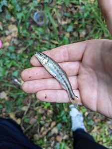 Common Minnow