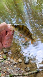 European Perch