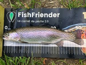 Rainbow Trout