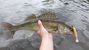 Zander