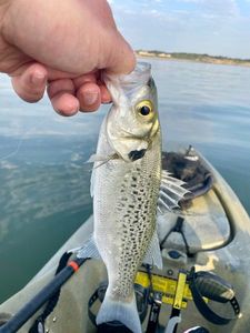 Spotted Seabass