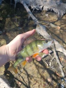 European Perch